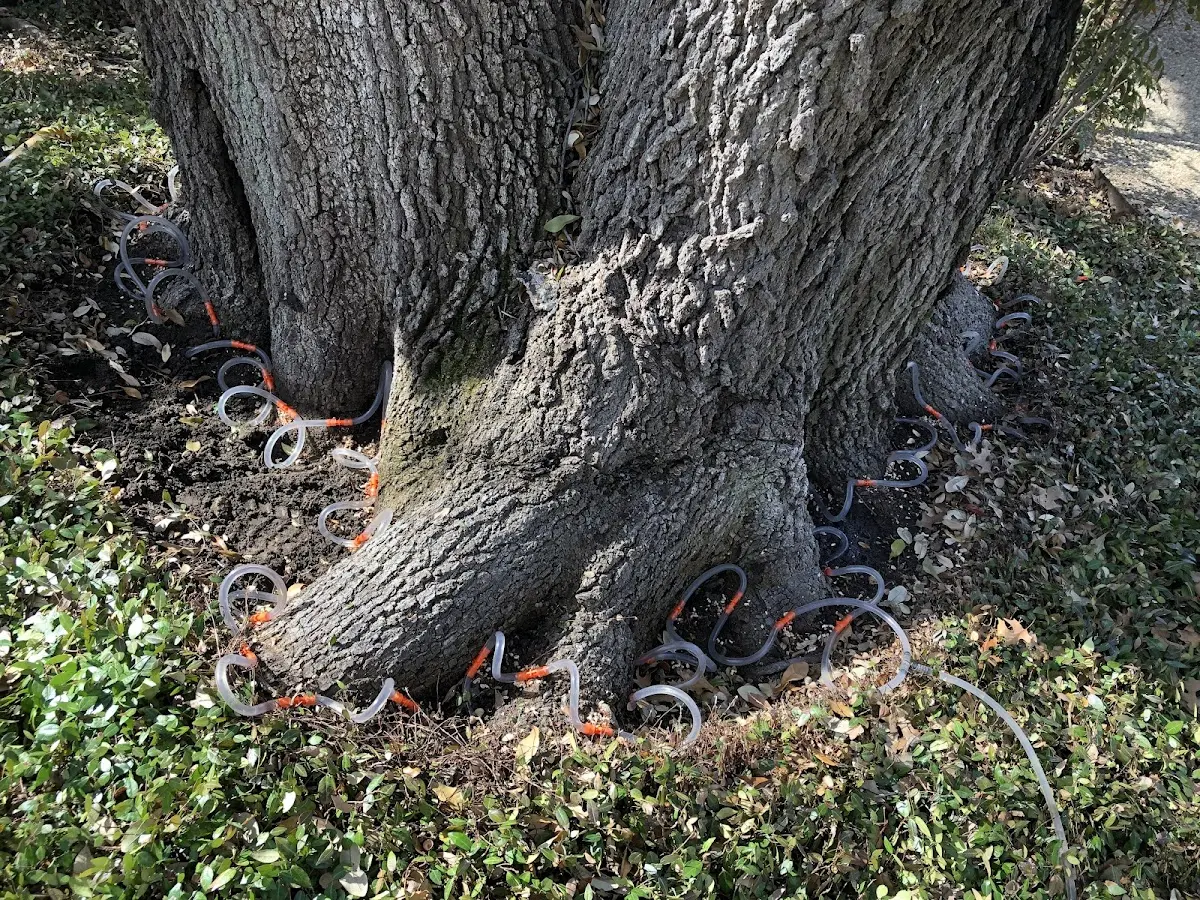 Detailed Tree Cabling and Bracing job site in Ponemah