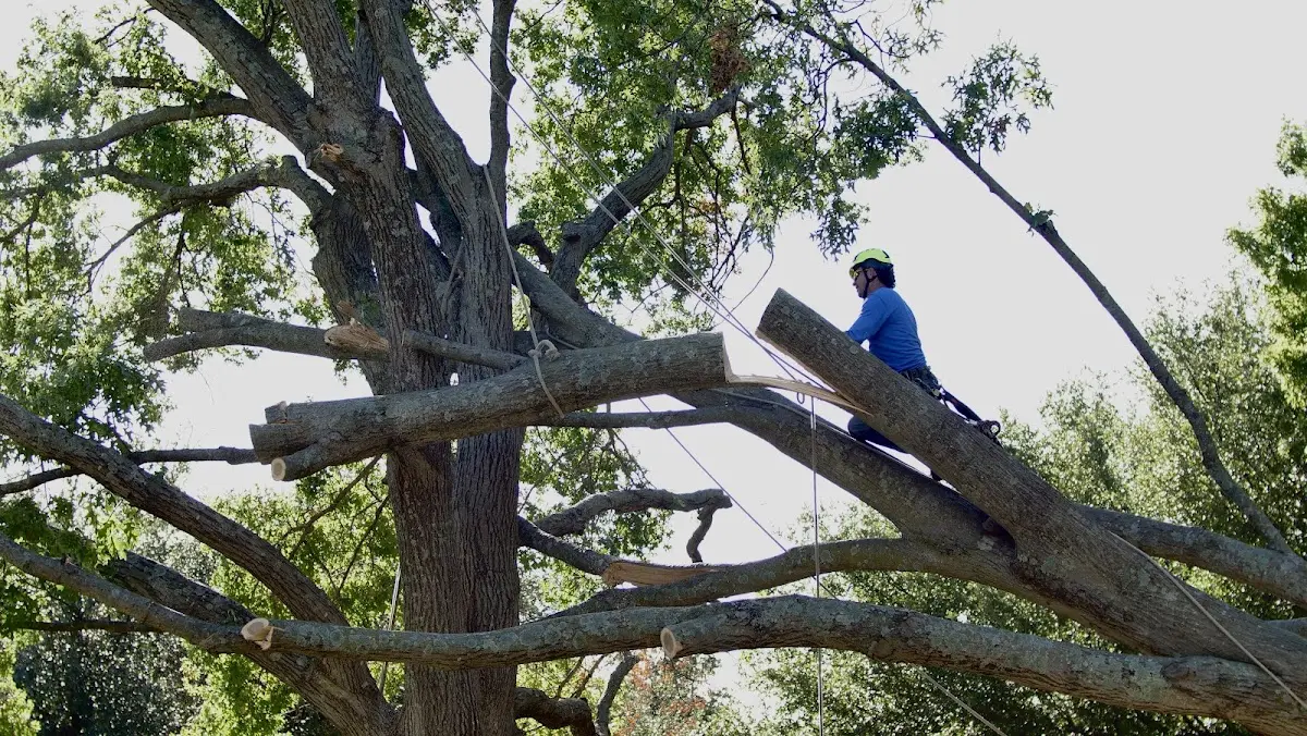 Professional Crown Thinning performed by certified arborists in Ponemah