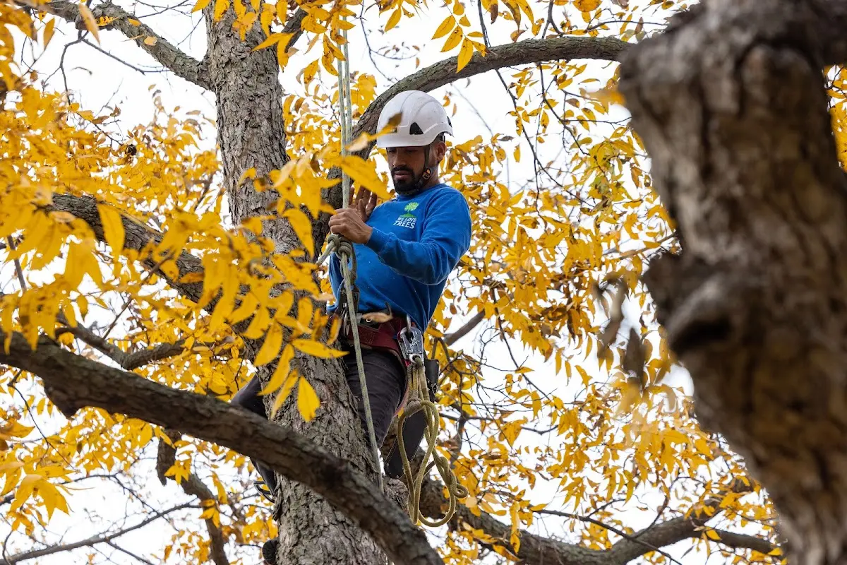 Skilled Tree Transplanting crew working in Ponemah